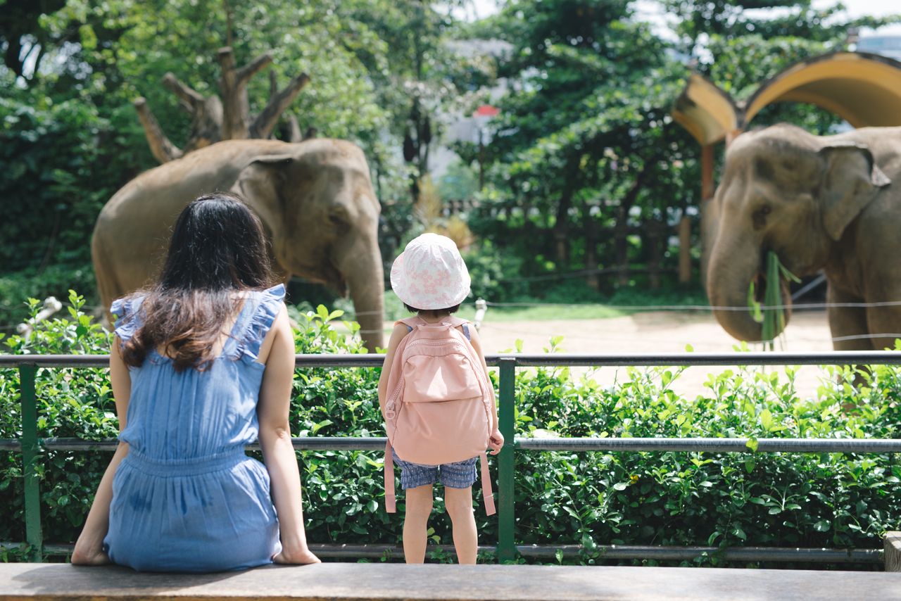 Śląskie ZOO: arasarie brązowouche zamieszkały w Pawilonie Lasu Deszczowego