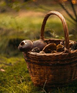 Gdzie na grzyby? Nie zawsze jest to oczywiste