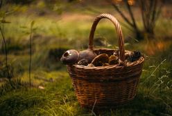 Gdzie na grzyby? Nie zawsze jest to oczywiste