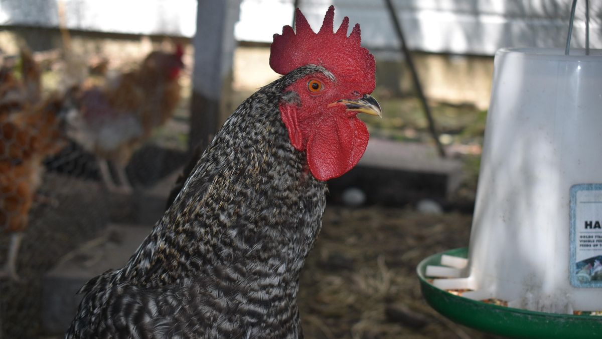 Potwierdzono dwa kolejne ogniska grypy ptaków w Polsce