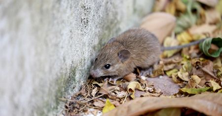 Pchają się do domu na potęgę. Tak się ich pozbędziesz