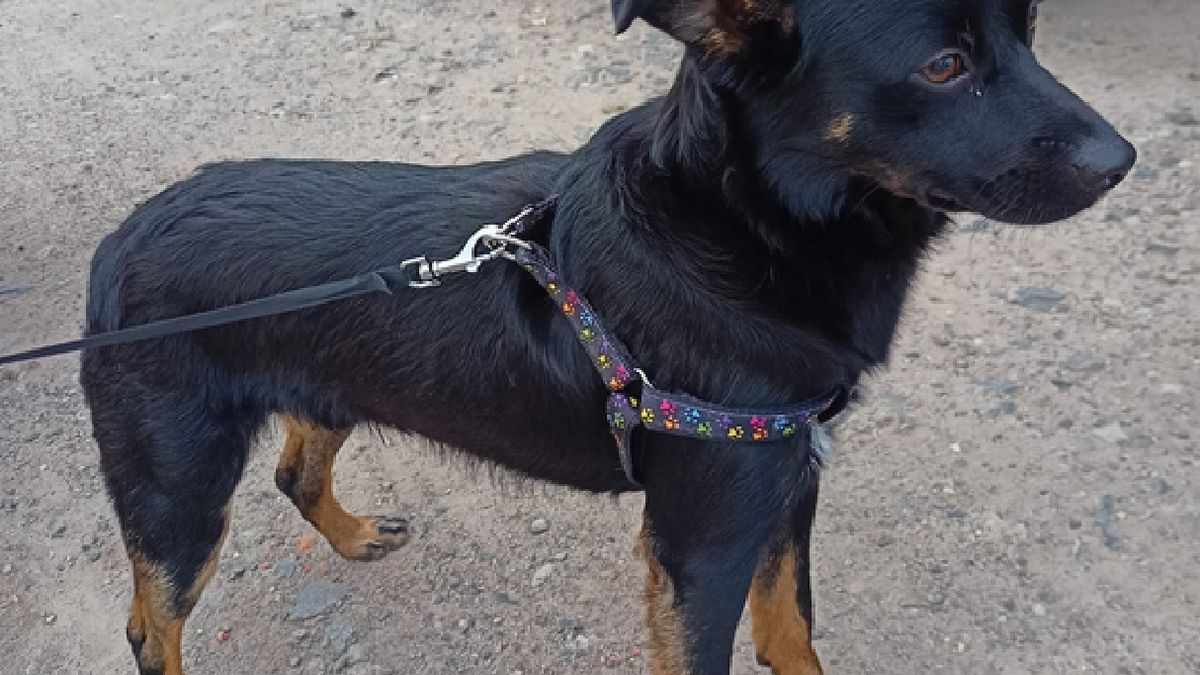 Pies został wyrzucony z 2. piętra.