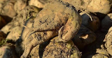 Tragiczny wypadek w Cukrowni Krasnystaw. Zginął podczas rozładunku buraków