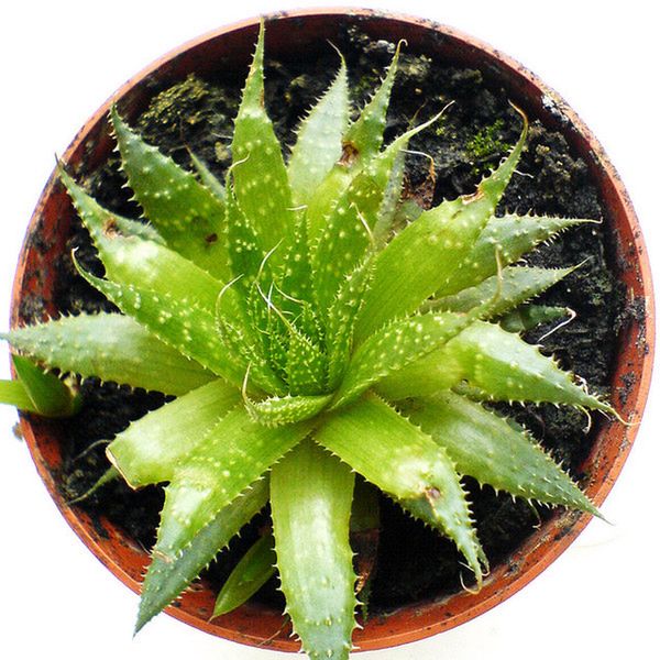 Aloes