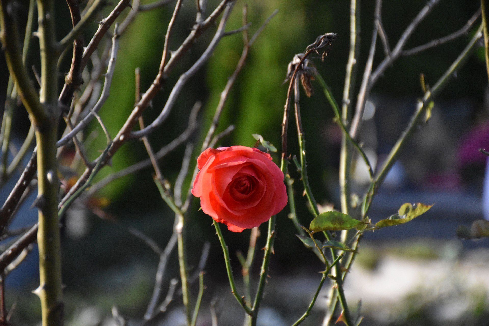 Wszystkich Świętych w Malborku. Procesja na cmentarzu