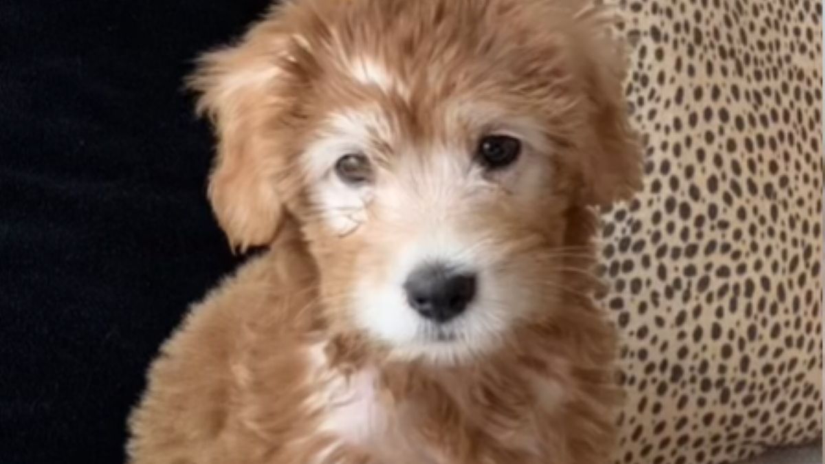 Tiktokerka została oszukana przez czworonoga. Po adopcji kolor sierści czworonoga zaczął zmieniać się z brązowego na biały 