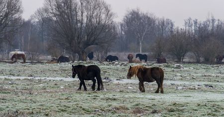 Znalazł skarb na pastwisku. Pierwsze takie znalezisko od dawna