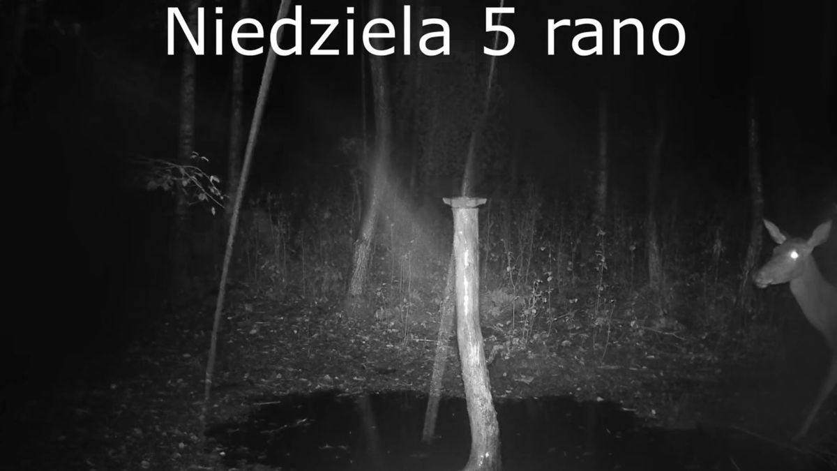 Fala powodziowa okiem fotopułapki