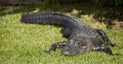 Floryda. Aligator na boisku piłkarskim. W sieci pojawiło się wideo