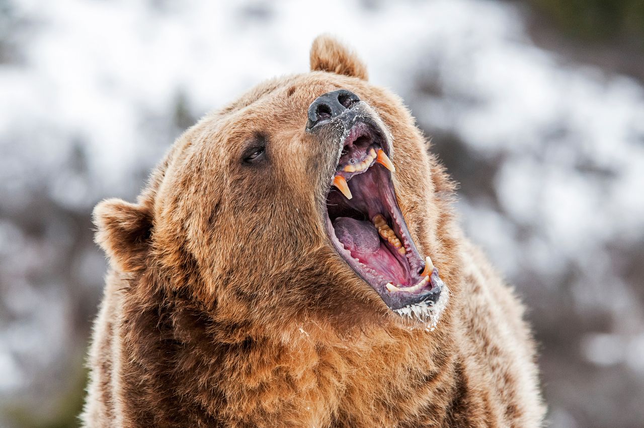 A meeting between a human and a bear can end tragically (illustrative photo)