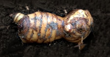 Galangal – wygląda jak imbir, ale działa znacznie mocniej