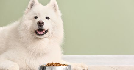 Ta sama karma dla psa i właściciela. Nowy trend robi furorę