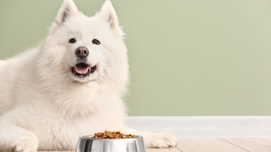 Pies, Samojed, jedzenie, karma dla psów, miska
