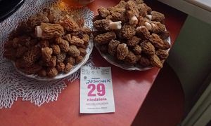 Polak wszedł w czeski las. Pokazał, co nazbierał. Dołączył karteczkę