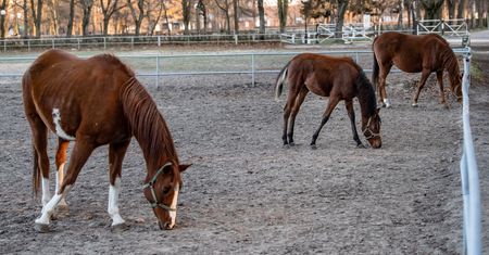 Stadnina koni w Janowie Podlaskim. "To, czym karmią konie, woła o pomstę do nieba"