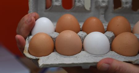 Nie wierz w ten mit. To nie od tego zależy kolor jajek