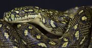 Australia. 3-metrowy wąż pomiędzy sklepowymi półkami