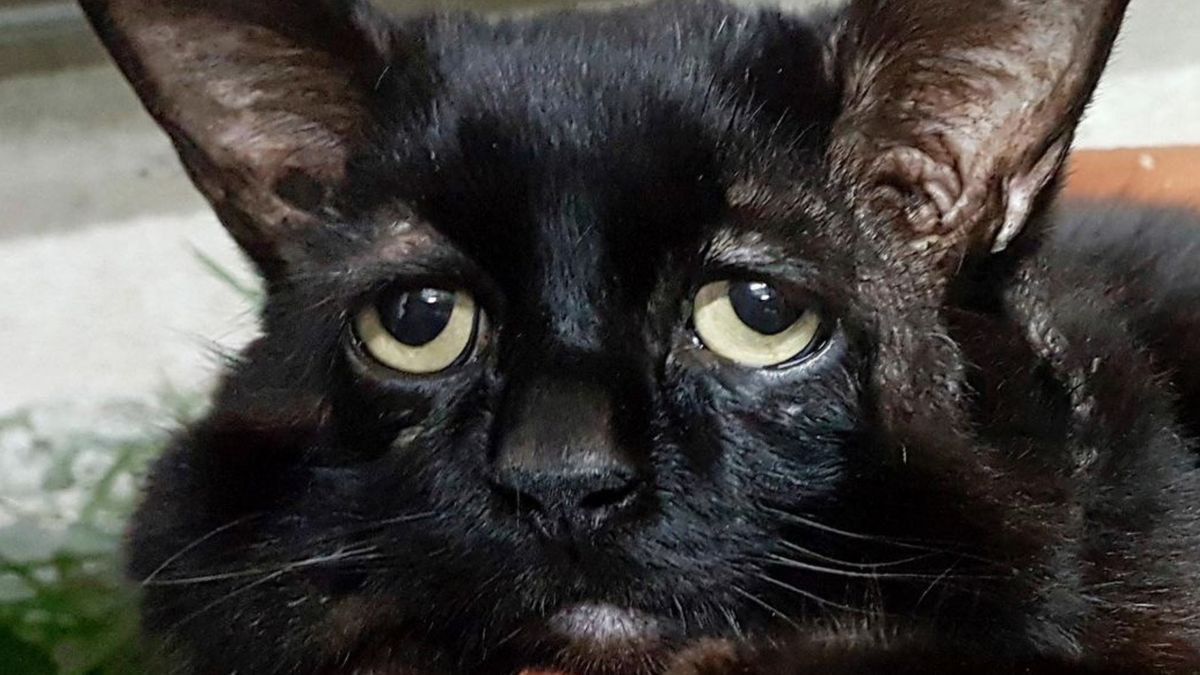 Zwierzę cierpi na rzadkie schorzenie