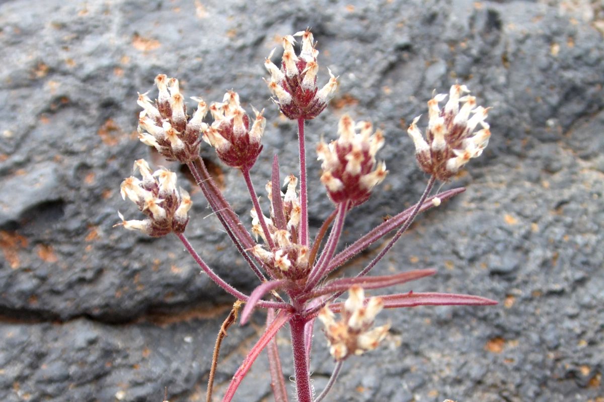 Moldy grandmother - an inconspicuous plant with extraordinary properties