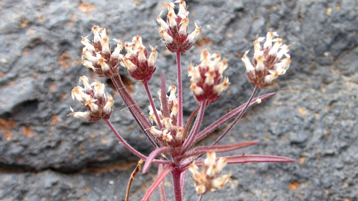 Babka płesznik - niepozorna roślina o niezwykłych właściwościach