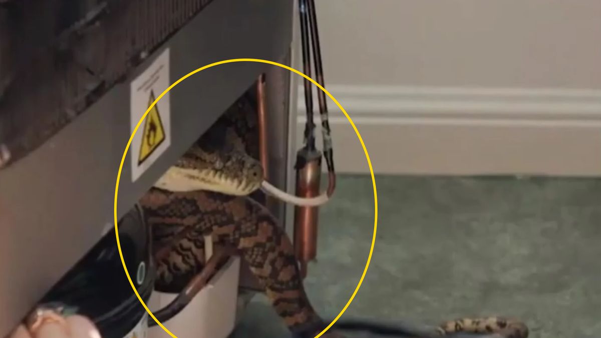 Węże chowają się w domach mieszkańców Australii 