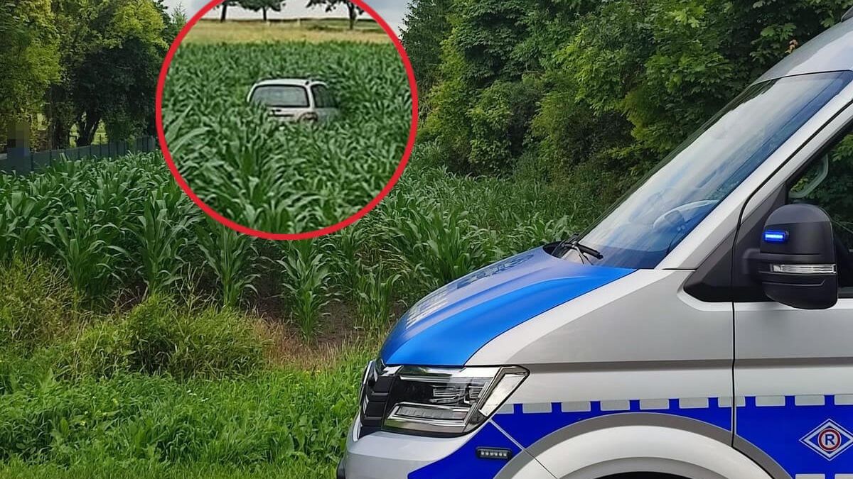 pościg zakończony w polu kukurydzy