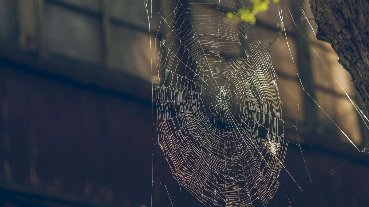 Sprawdzone domowe sposoby na pozbycie się pająków