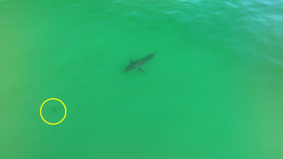 Rekin podążał za cieniem.