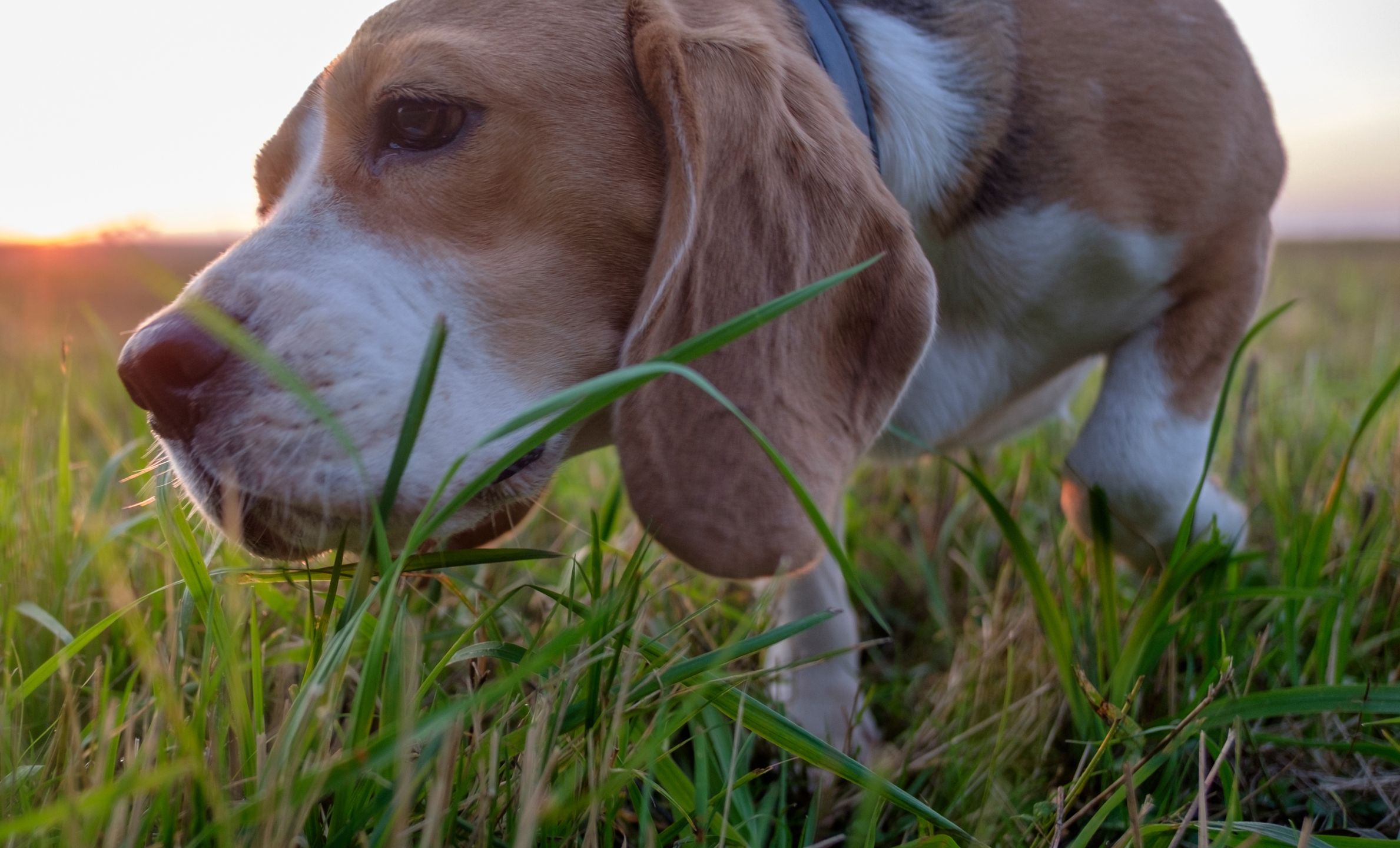 Beagle dog eats green grassBeagle dog eats green grass during an evening walk at sunsetBeagle, dog, pet, animal, face, big, plan, eating, grass, green, fresh, vitamins, nutrition, treatment, evening, walk, fall, sunset, sky, sun, sunlight, chewing, nipping, grazing, white, black, brown, nature, purebred, hunter