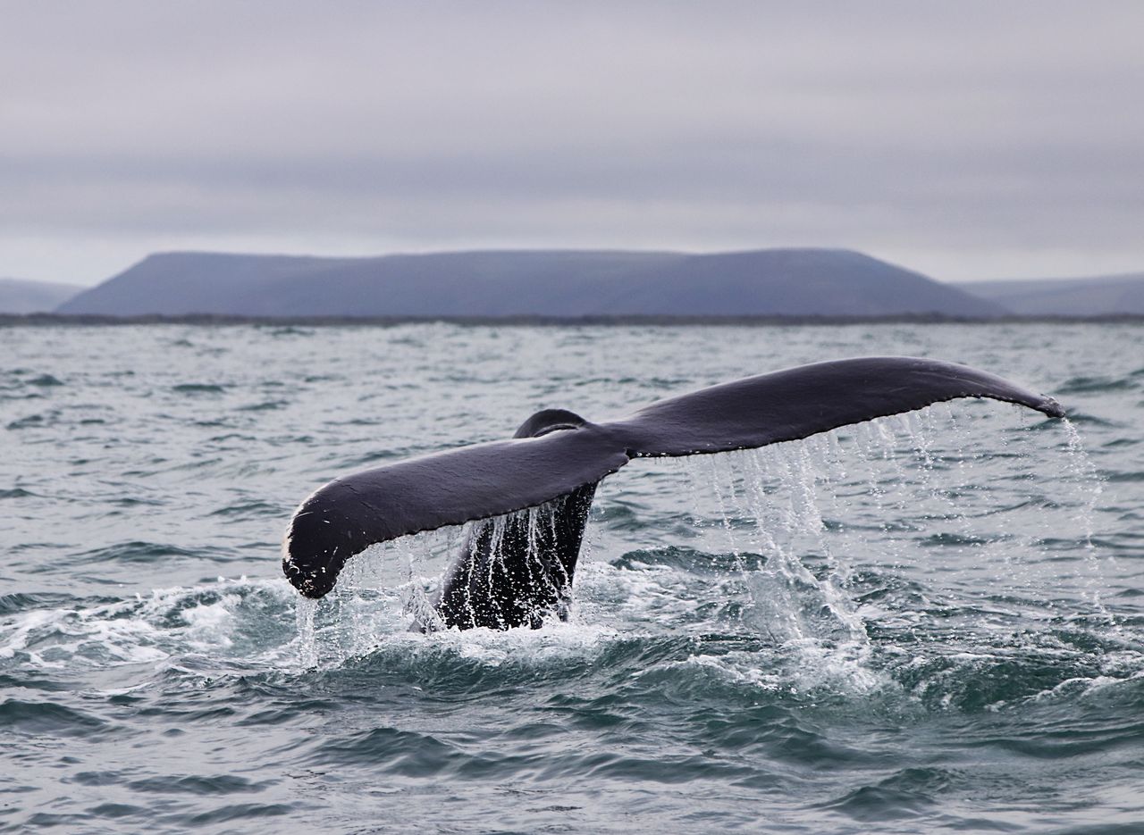 Humpback whale resurgence: Climate change or population recovery?