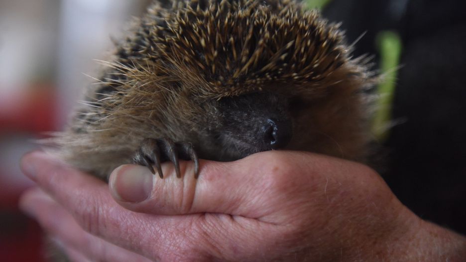 Jeże czasem potrzebują naszej pomocy
