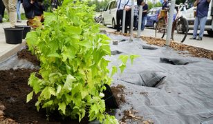 Katowice. Rozjeżdżone zieleńce, miasto mówi dość