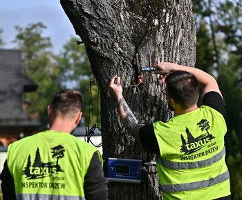 Zakopane: Trwają badania dendrologiczne drzew