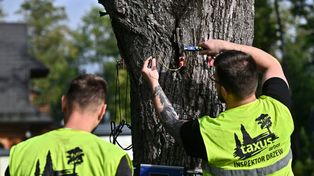 Zakopane: Trwają badania dendrologiczne drzew