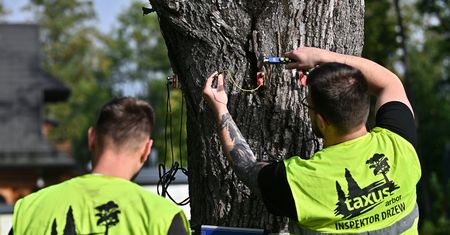 Zakopane: Trwają badania dendrologiczne drzew