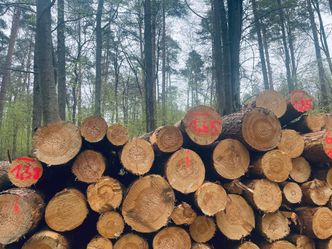 Polskie lasy znikają w oczach. Nie wiadomo, co dzieje się z drewnem, a ceny szaleją