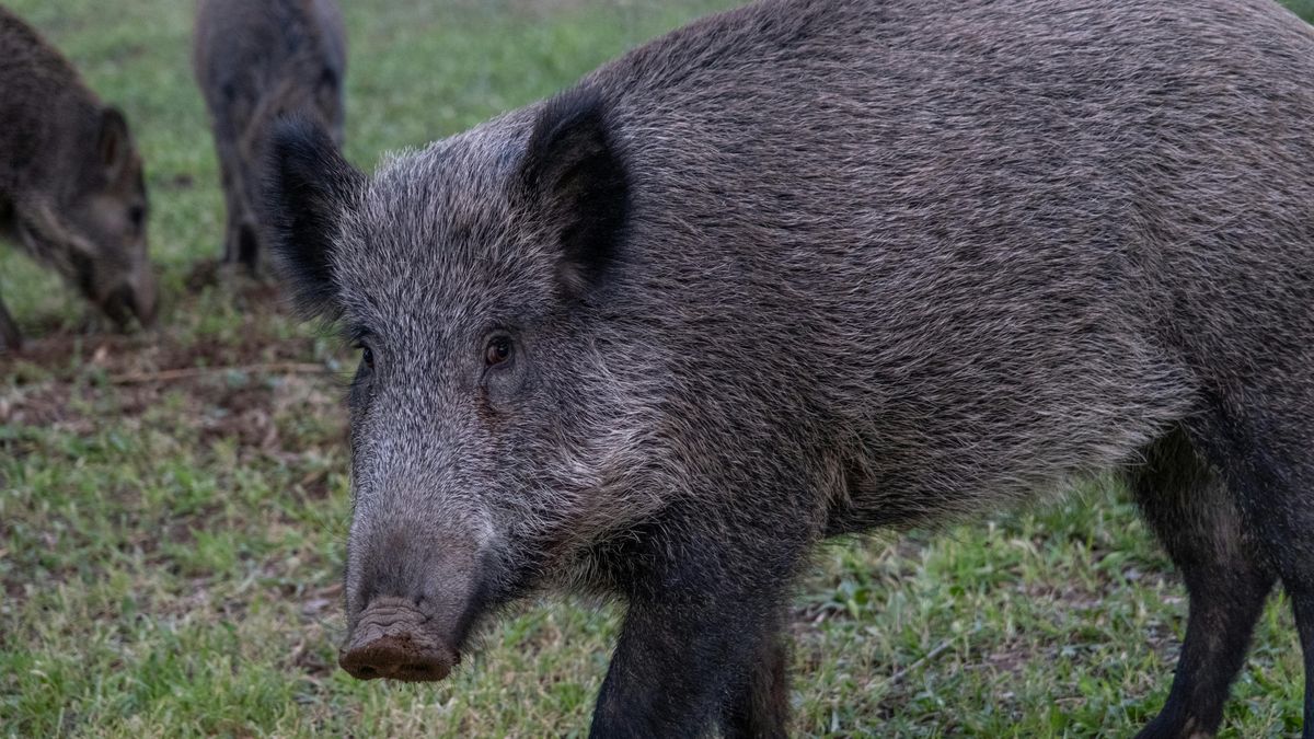 Dzik w stanie upojenia? Leśnik zdradza, dlaczego zwierzęta ciągnie do alkoholu