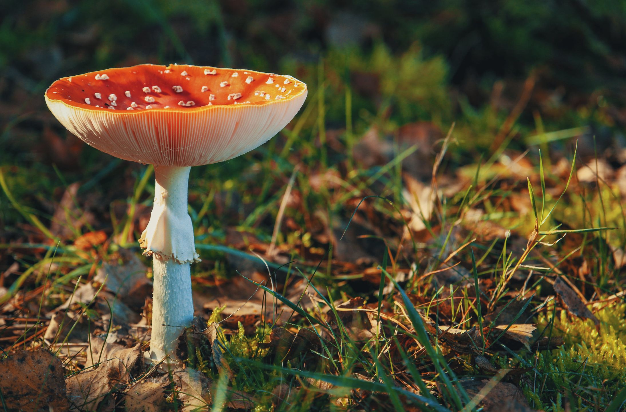 Powiedział, że zjadł muchomora. Potem kontakt się urwał