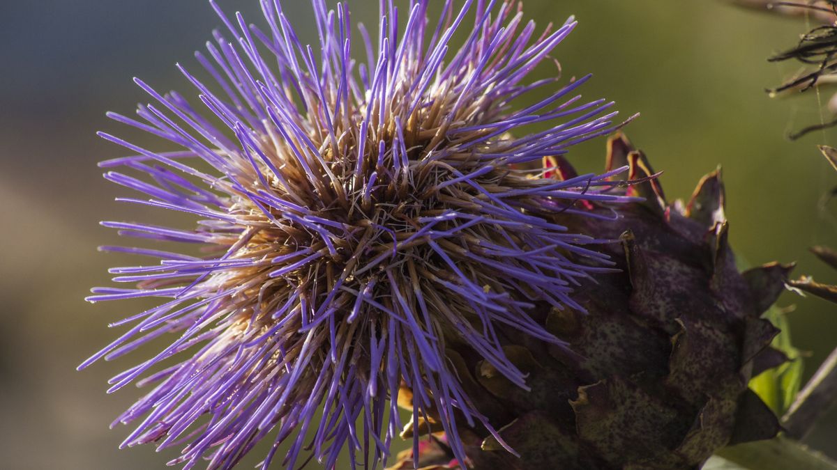 Kard – niedocenione warzywo o niezwykłych właściwościach