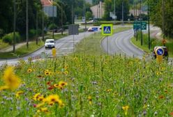 Sosnowiec. Miasto będzie pełne kolorów i zapachów. Powstaną nowe łąki kwietne