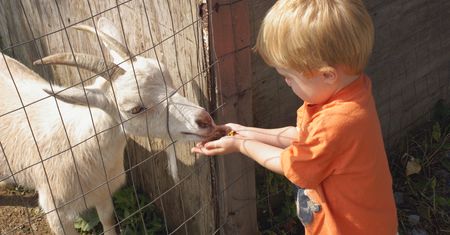 Dwulatek zmarł po wizycie w mini zoo