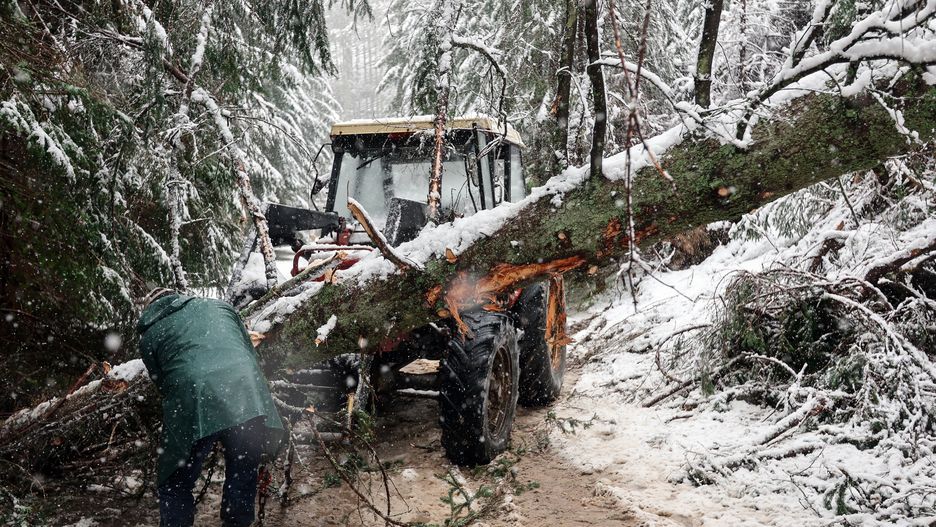 Zakopane, 02.04.2024. Usuwanie powalonych podczas poniedziałkowej wichury drzew na szlaku w Dolinie Chochołowskiej w Zakopanem, 2 bm. Po trzydniowym ociepleniu w Tatrach zaczął padać śnieg. (sko) PAP/Grzegorz Momot