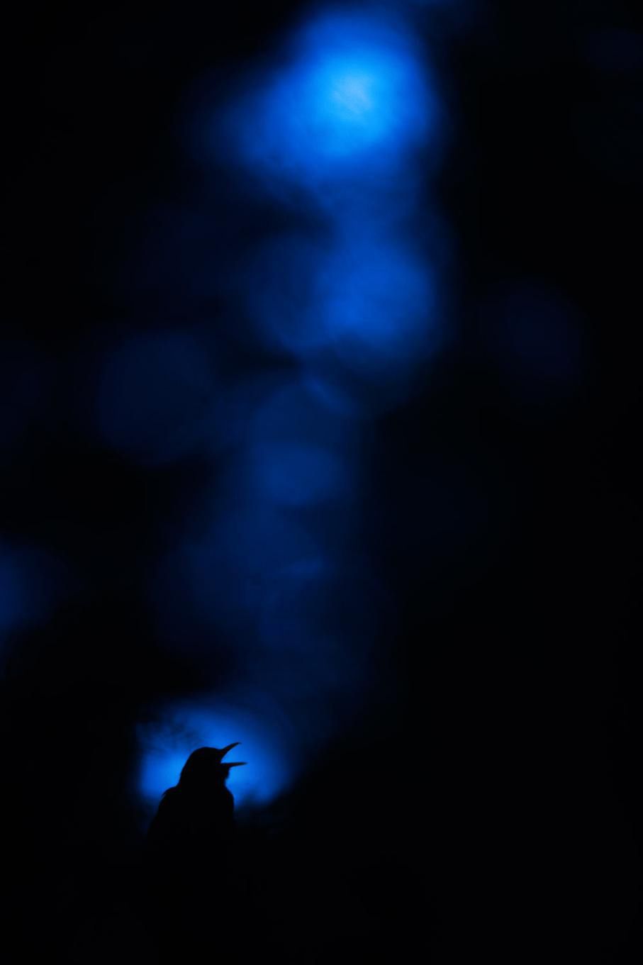 Zachwycająca natura Ziemi na zdjęciach z konkursu Nature Photographer of the Year 2015 9