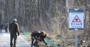 Płock: Ochrona płazów. Leśnicy ustawili specjalne siatki przy drogach