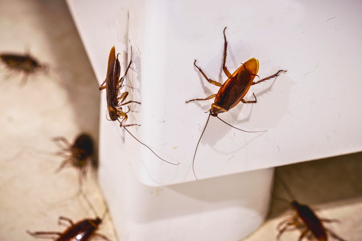 DIY to professional solutions: Combatting the menace of roaches in your home