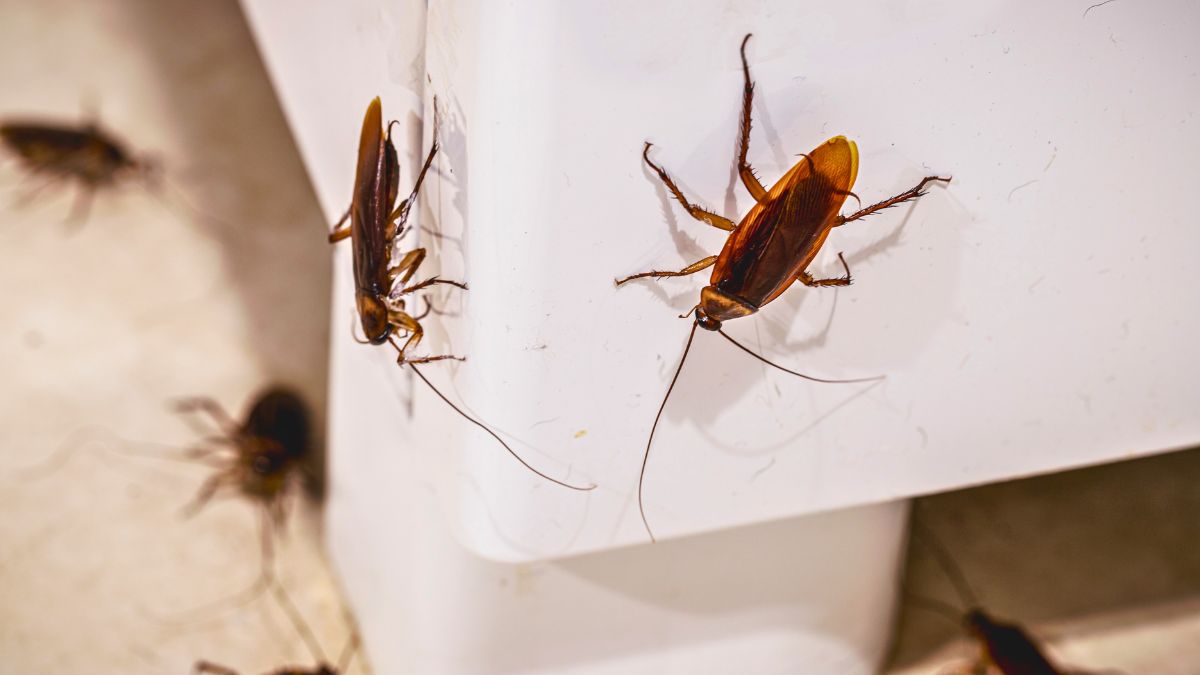 Teraz już wiem, skąd się wzięły karaluchy 