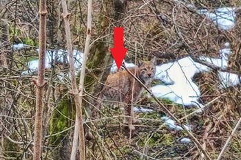 Leśnicy pokazali zdjęcie. Pojawił się w Bieszczadach