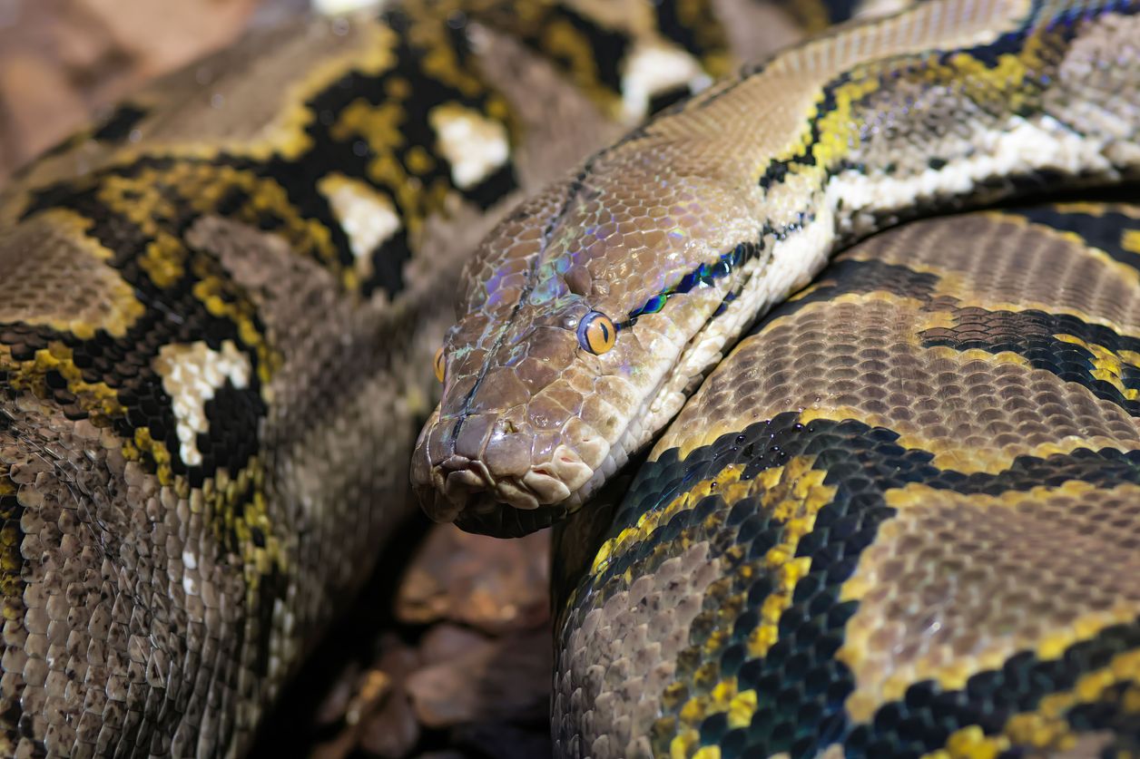 Pyton uciekł z terrarium i wywołał pożar szkoły. Strażacy znaleźli go pod ławką