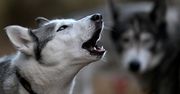 Husky zmasakrował niemowlę. Rodzice mieli 19 psów