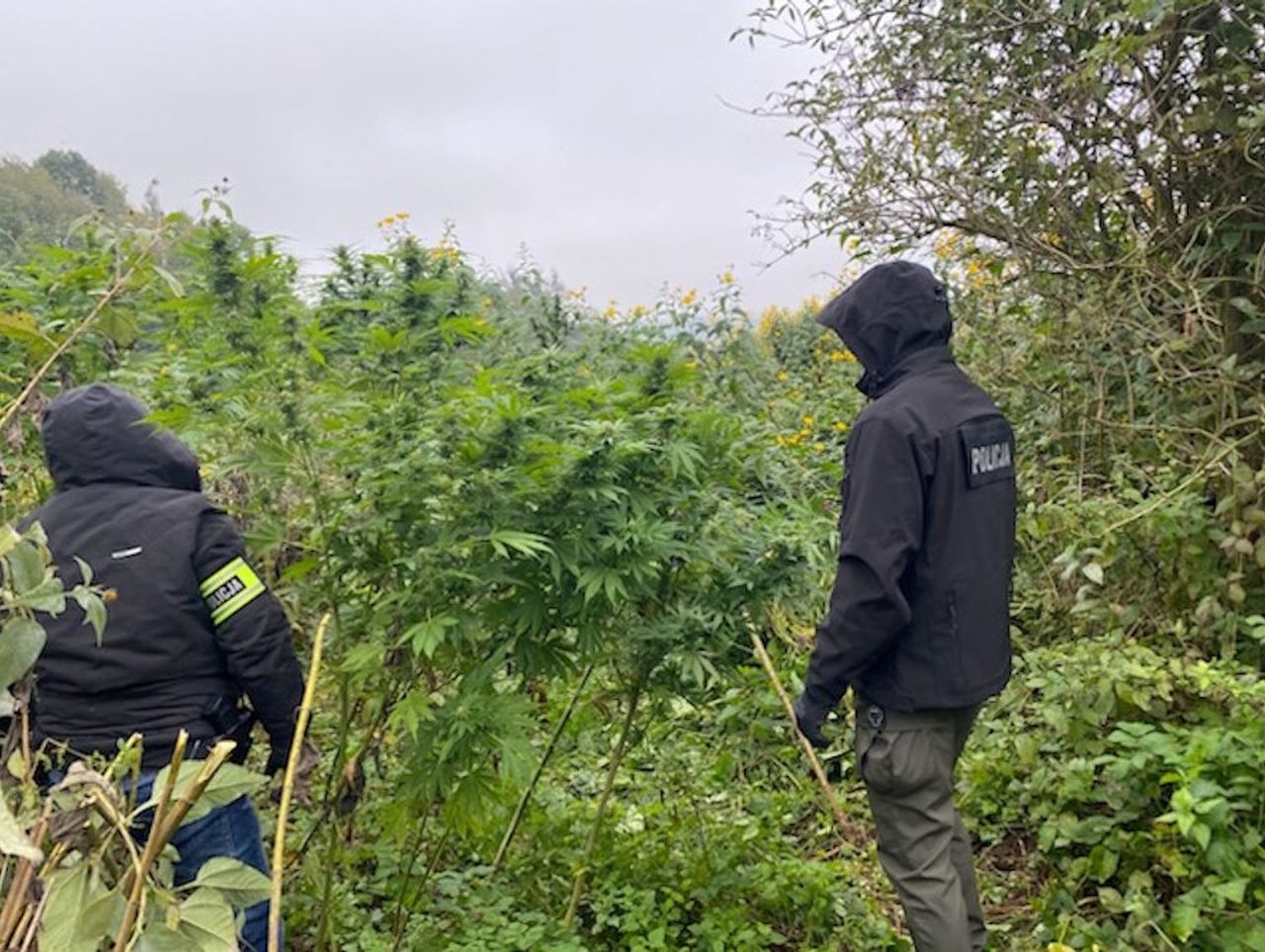 Przemyśl: Cały bagażnik konopii. Policjanci zaskoczyli plantatorów